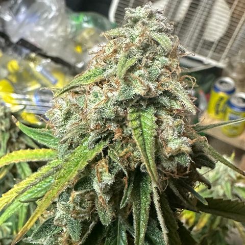 Apple Fritter, Orion F1, Mimosa growlog photo: Orion F1 Harvest