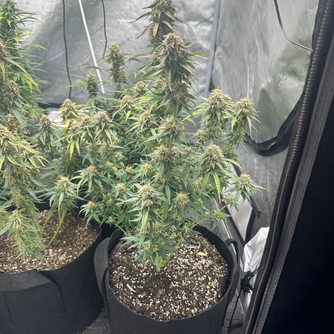 Apple Fritter, Orion F1, Mimosa growlog photo: Mimosa Automatic #1 Harvest
