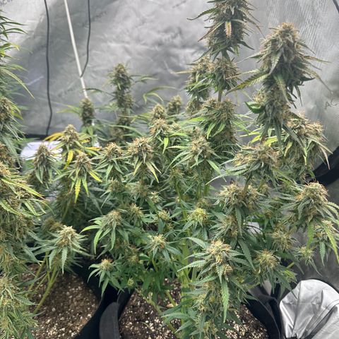 Apple Fritter, Orion F1, Mimosa growlog photo: Mimosa Automatic #1 Harvest
