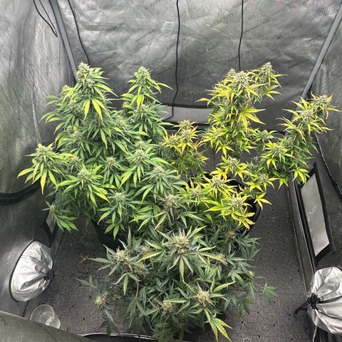 Apple Fritter, Orion F1, Mimosa growlog timeline photo