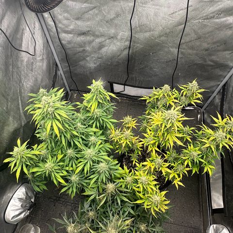 Apple Fritter, Orion F1, Mimosa growlog timeline photo