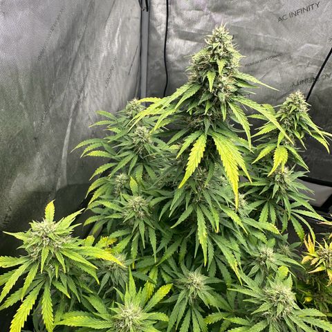 Apple Fritter, Orion F1, Mimosa growlog photo: Apple Fritter Automatic 