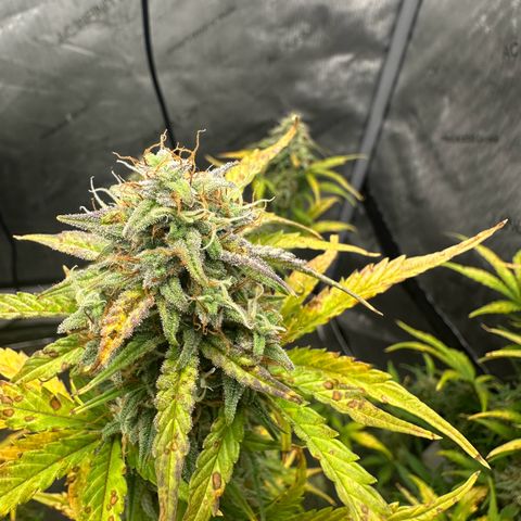 Apple Fritter, Orion F1, Mimosa growlog photo: Apple Fritter Automatic 