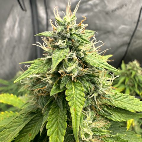 Apple Fritter, Orion F1, Mimosa growlog photo: Apple Fritter Automatic 