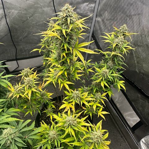 Apple Fritter, Orion F1, Mimosa growlog photo: Apple Fritter Automatic 