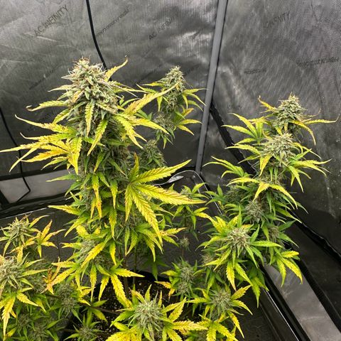Apple Fritter, Orion F1, Mimosa growlog photo: Apple Fritter Automatic 