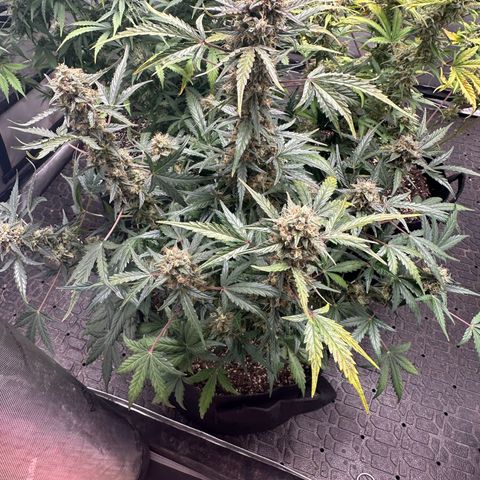 Apple Fritter, Orion F1, Mimosa growlog photo: Mimosa Automatic thinking about pulling this girl tonight 
