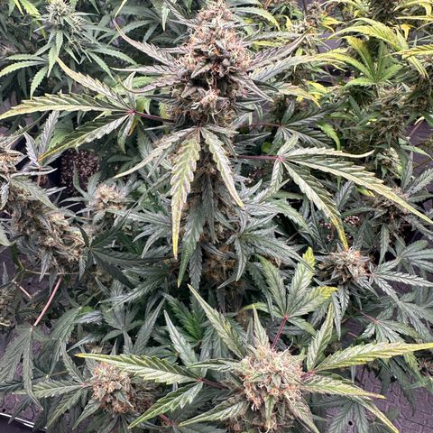 Apple Fritter, Orion F1, Mimosa growlog photo: Mimosa Automatic thinking about pulling this girl tonight 