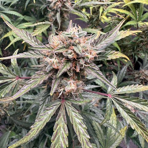 Apple Fritter, Orion F1, Mimosa growlog photo: Mimosa Automatic thinking about pulling this girl tonight 