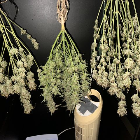 Apple Fritter, Orion F1, Mimosa growlog photo: Orion F1 and Both Mimosa Automatics in the dry cabinet
