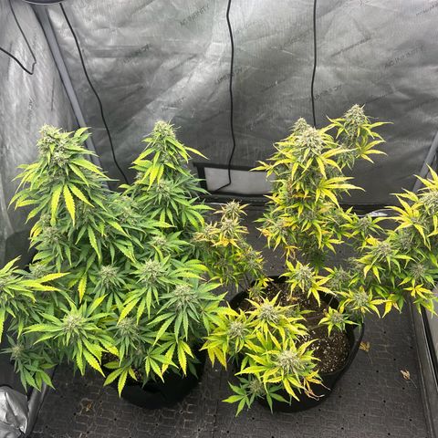 Apple Fritter, Orion F1, Mimosa growlog photo: Apple Fritter Automatic