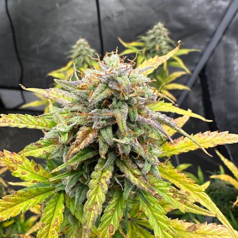 Apple Fritter, Orion F1, Mimosa growlog photo: Apple Fritter Automatic