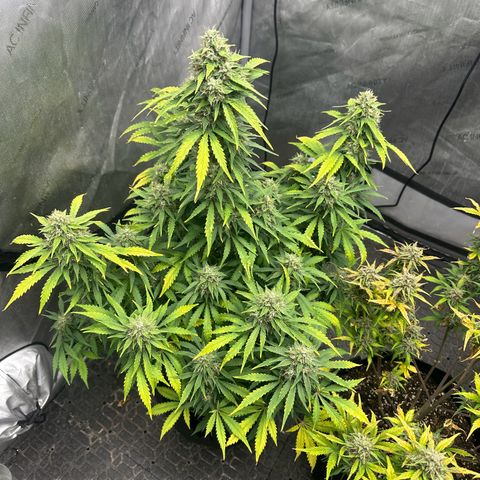 Apple Fritter, Orion F1, Mimosa growlog photo: Apple Fritter Automatic