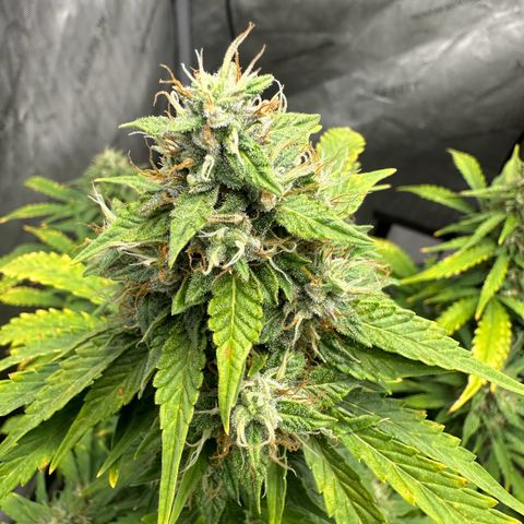 Apple Fritter, Orion F1, Mimosa growlog photo: Apple Fritter Automatic
