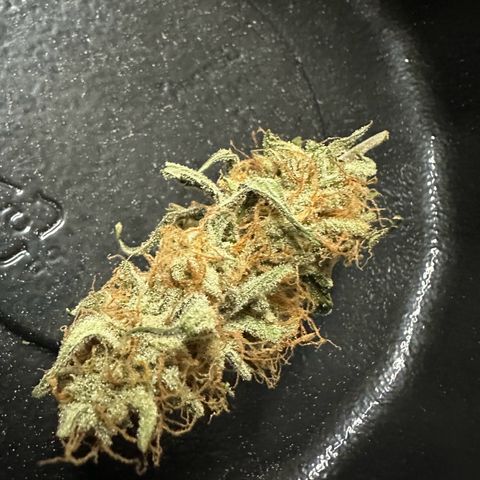 Apple Fritter, Orion F1, Mimosa growlog photo: Put the Orion F1 in Jars I pulled in 51 dry grams
