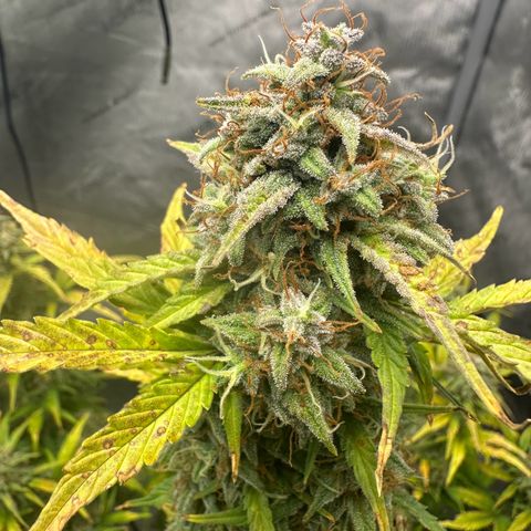 Apple Fritter, Orion F1, Mimosa growlog photo: Apple Fritter Automatic #1 starting to get the leans 😂