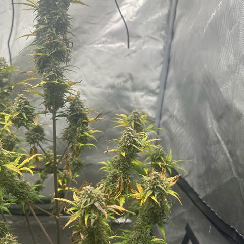Apple Fritter, Orion F1, Mimosa growlog photo: Apple Fritter Automatic #1 starting to get the leans 😂