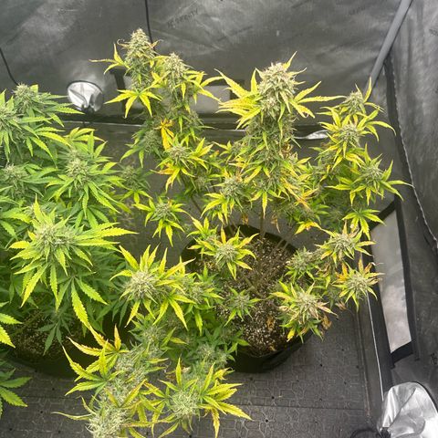 Apple Fritter, Orion F1, Mimosa growlog photo: Apple Fritter Automatic #1 starting to get the leans 😂