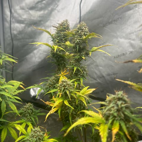 Apple Fritter, Orion F1, Mimosa growlog photo: Apple Fritter Automatic #1 starting to get the leans 😂