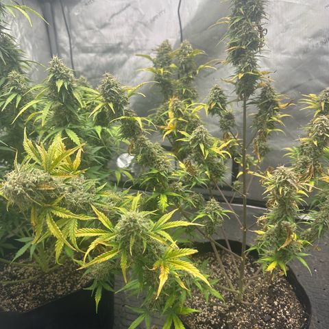 Apple Fritter, Orion F1, Mimosa growlog photo: Apple Fritter Automatic #1 starting to get the leans 😂