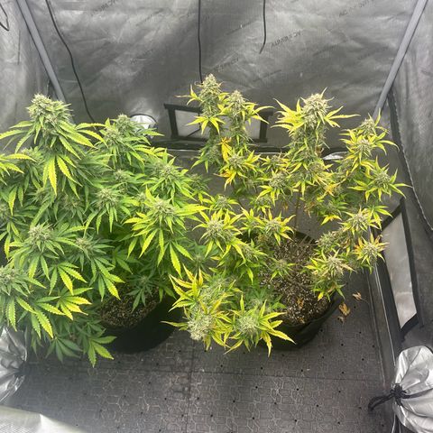 Apple Fritter, Orion F1, Mimosa growlog photo: Apple Fritter Automatic #1 starting to get the leans 😂