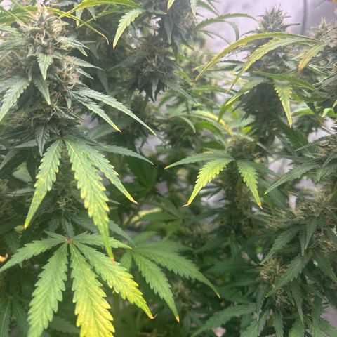 Apple Fritter, Orion F1, Mimosa growlog photo: Apple Fritter Automatic #2
