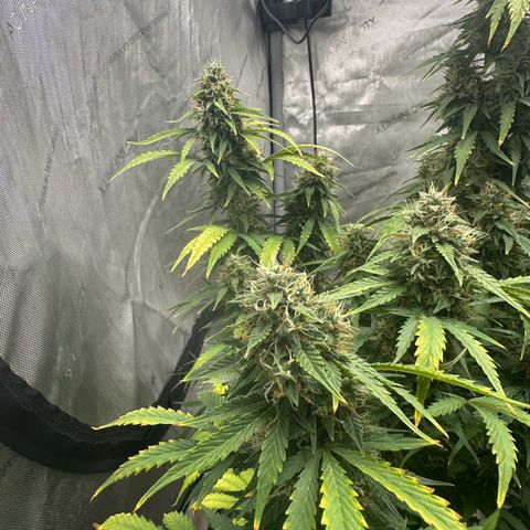 Apple Fritter, Orion F1, Mimosa growlog photo: Apple Fritter Automatic #2