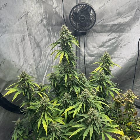 Apple Fritter, Orion F1, Mimosa growlog photo: Apple Fritter Automatic #2