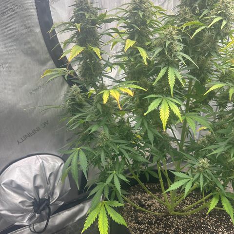 Apple Fritter, Orion F1, Mimosa growlog photo: Apple Fritter Automatic #2