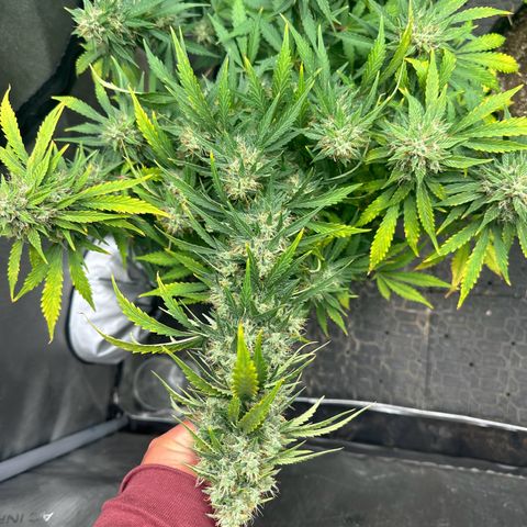 Apple Fritter, Orion F1, Mimosa growlog photo: Apple Fritter Automatic #2