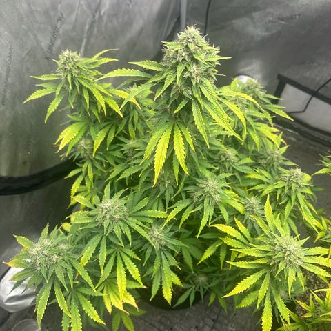 Apple Fritter, Orion F1, Mimosa growlog photo: Apple Fritter Automatic #2