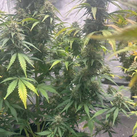 Apple Fritter, Orion F1, Mimosa growlog photo: Apple Fritter Automatic #2