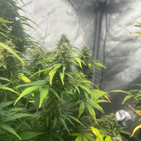 Apple Fritter, Orion F1, Mimosa growlog photo: Apple Fritter Automatic #2