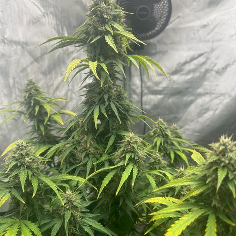 Apple Fritter, Orion F1, Mimosa growlog photo: Apple Fritter Automatic #2