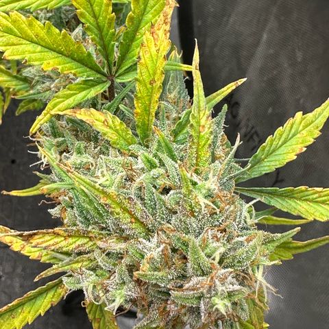 Apple Fritter, Orion F1, Mimosa growlog photo: Apple Fritter Auto #1