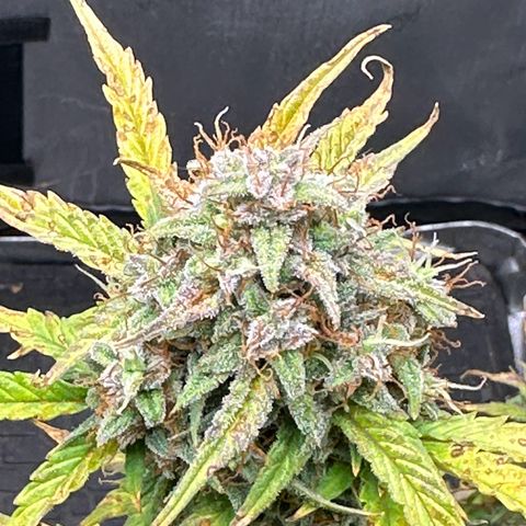 Apple Fritter, Orion F1, Mimosa growlog photo: Apple Fritter Auto #1