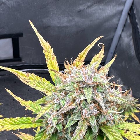 Apple Fritter, Orion F1, Mimosa growlog photo: Apple Fritter Auto #1