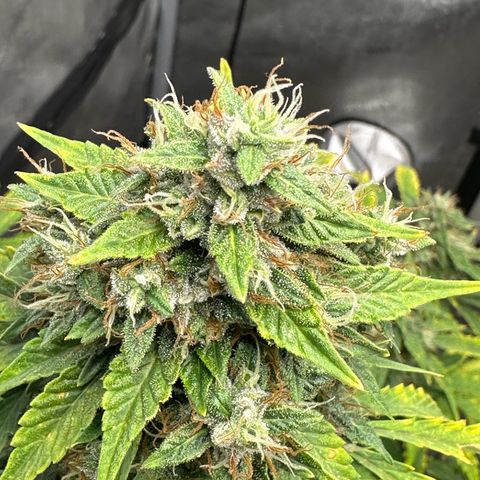 Apple Fritter, Orion F1, Mimosa growlog photo: Apple Fritter Auto #2