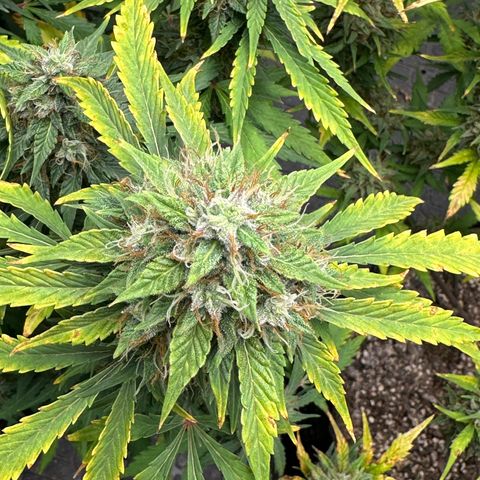 Apple Fritter, Orion F1, Mimosa growlog photo: Apple Fritter Auto #2