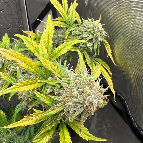 Apple Fritter, Orion F1, Mimosa growlog photo: Apple Fritter Auto #1