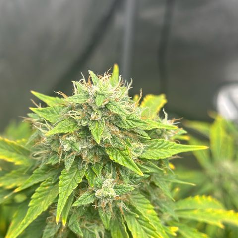 Apple Fritter, Orion F1, Mimosa growlog photo: Apple Fritter Auto #2