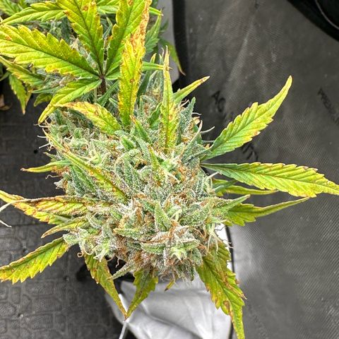 Apple Fritter, Orion F1, Mimosa growlog photo: Apple Fritter Auto #1