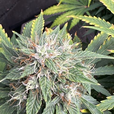 Apple Fritter, Orion F1, Mimosa growlog photo: Apple Fritter Auto #2