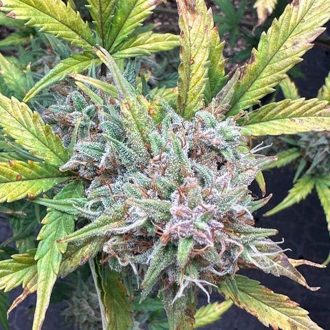 Apple Fritter, Orion F1, Mimosa growlog photo: Apple Fritter Auto #1