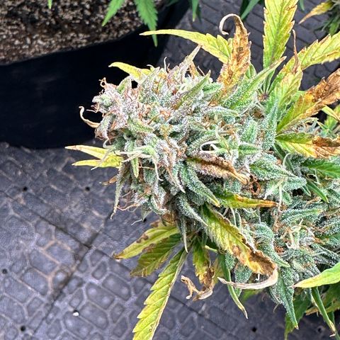 Apple Fritter, Orion F1, Mimosa growlog photo: Apple Fritter Auto #1