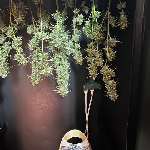 Apple Fritter, Orion F1, Mimosa growlog photo: Apple Fritter #1
