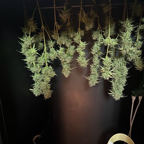 Apple Fritter, Orion F1, Mimosa growlog photo: Apple Fritter #1