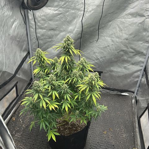 Apple Fritter, Orion F1, Mimosa growlog photo: Before defoliating 