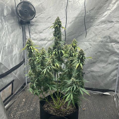 Apple Fritter, Orion F1, Mimosa growlog photo: After Defoliating 