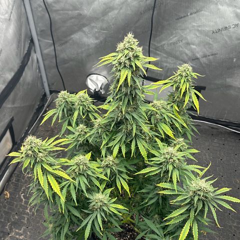 Apple Fritter, Orion F1, Mimosa growlog photo: After Defoliating 